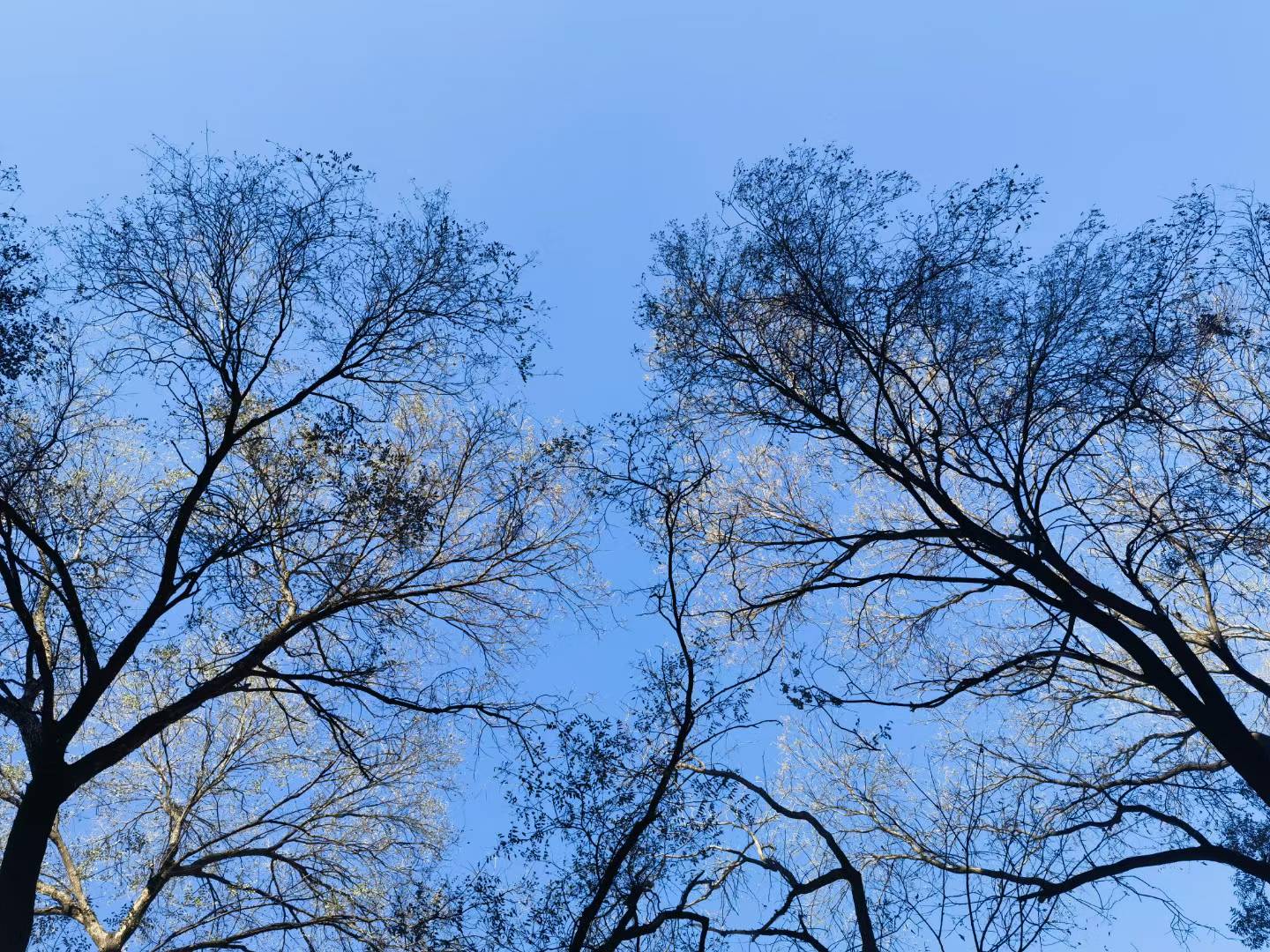 Sunlight Leaves